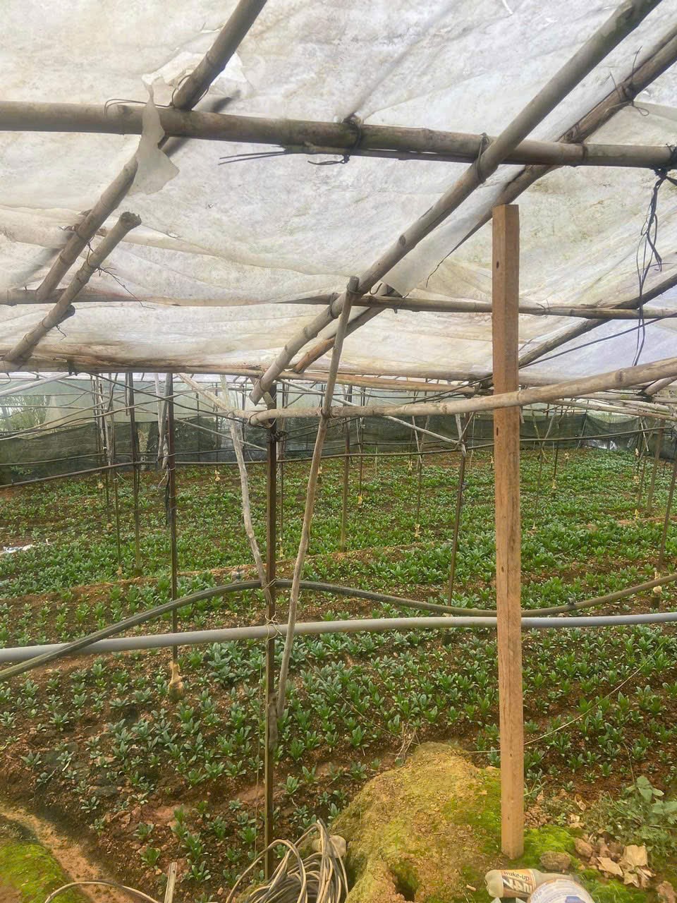 ĐẤT ĐẸP – GIÁ  TỐT - CẦN BÁN  LÔ Đất Đường Cam Ly, Phường 5, TP Đà Lạt, Lâm Đồng. - Ảnh 2