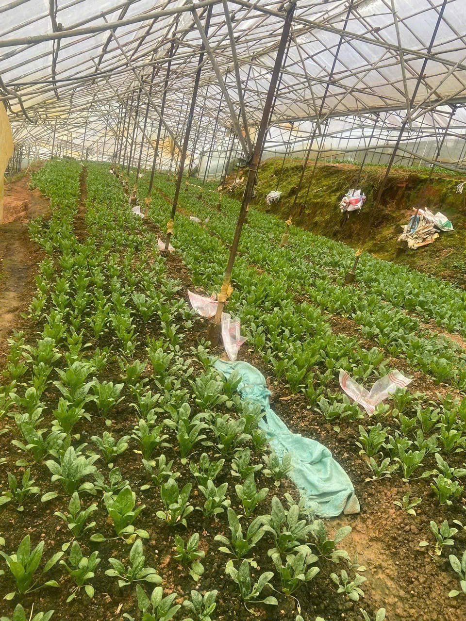 ĐẤT ĐẸP – GIÁ  TỐT - CẦN BÁN  LÔ Đất Đường Cam Ly, Phường 5, TP Đà Lạt, Lâm Đồng. - Ảnh 3