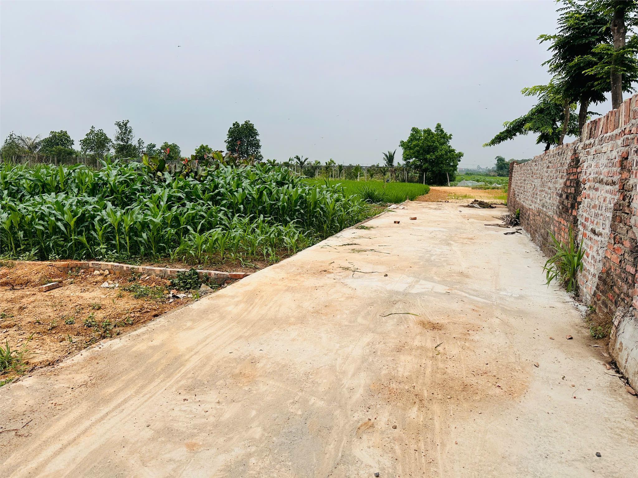 LÔ GÓC 96M² - TÂN LƯƠNG, HIỀN NINH, SÓC SƠN - ĐÓN ĐẦU VÀNH ĐAI 4 - CÁCH SÂN BAY 2KM! - Ảnh 1