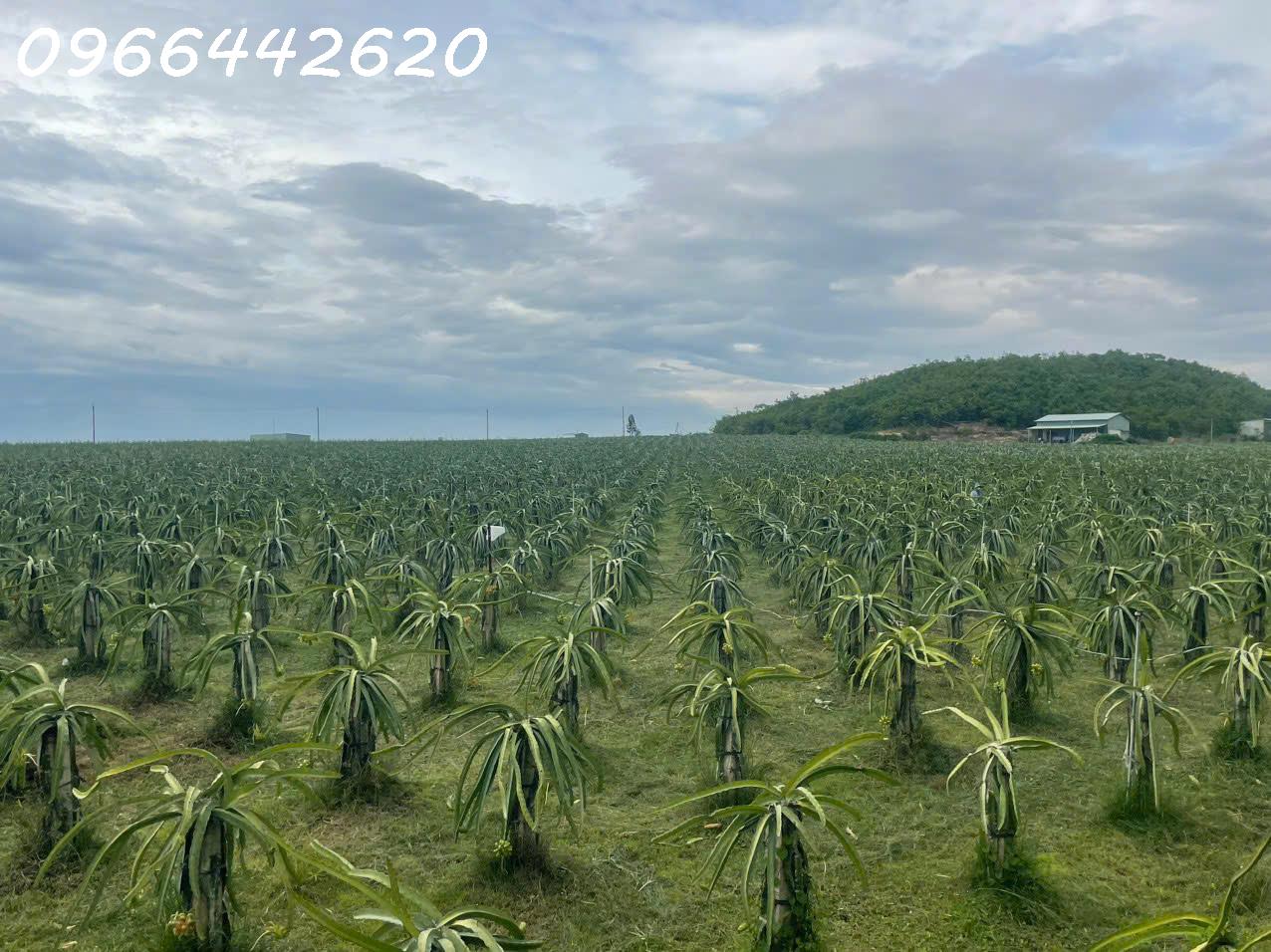 Bán vườn thanh long ruột đỏ, Khu vực đá quý Xã Hồng Liêm, Huyện Hàm Thuận Bắc, Bình Thuận, giá đầu - Ảnh chính