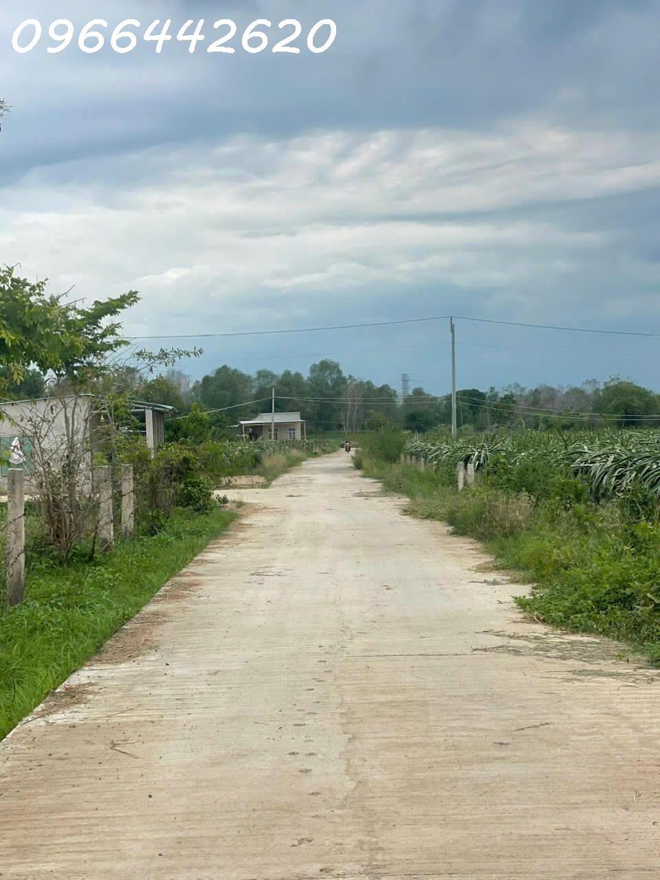 Bán vườn thanh long ruột đỏ, Khu vực đá quý Xã Hồng Liêm, Huyện Hàm Thuận Bắc, Bình Thuận, giá đầu - Ảnh 4