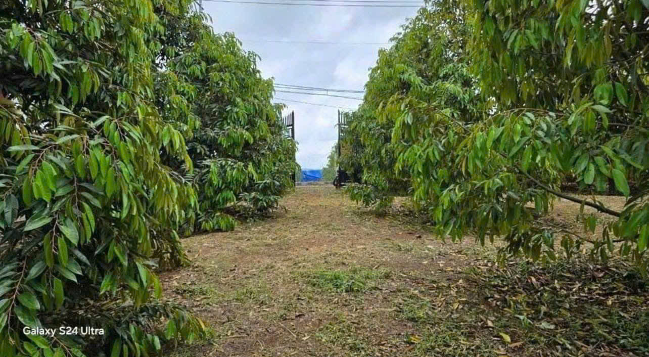 CẦN TIỀN NÊN BÁN GẤP VƯỜN SẦU RIÊNG 300 CÂY ĐÃ CÓ NHÀ TRÊN ĐẤT ĐIỆN NƯỚC ĐẦY ĐỦ DỌN VÀO Ở NGAY ĐƯỢC - Ảnh 1