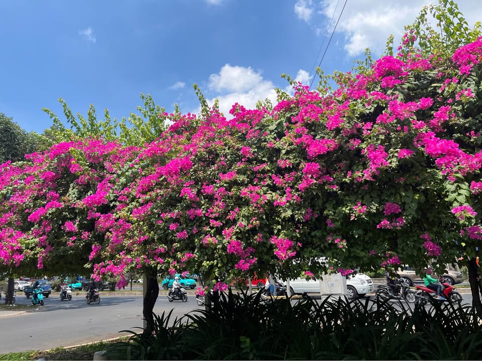 🌼🌹🌹NHÀ CHÍNH CHỦ TRANG BÌA - TRUNG MỸ TÂY, QUẬN 12! - Ảnh chính