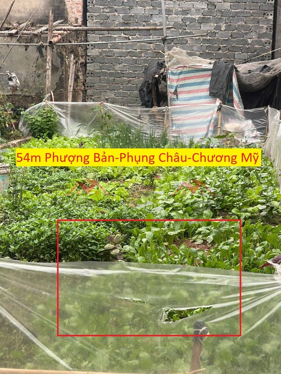 CHÍNH CHỦ BÁN LÔ ĐẤT 54M PHỤNG CHÂU-CHƯƠNG MỸ-HÀ NỘI - Ảnh chính