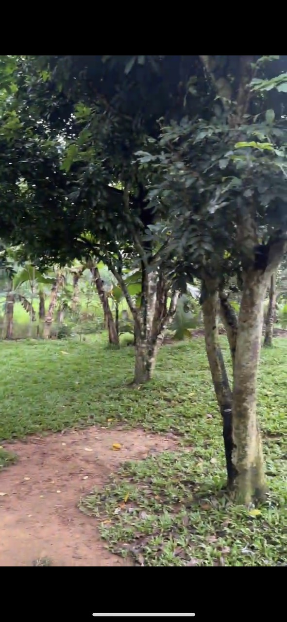 BÁN NHÀ VƯỜN 10.000M² TẠI SƠN TIẾN – HƯƠNG SƠN – HÀ TĨNH -LH: 0988368377 - Ảnh 1