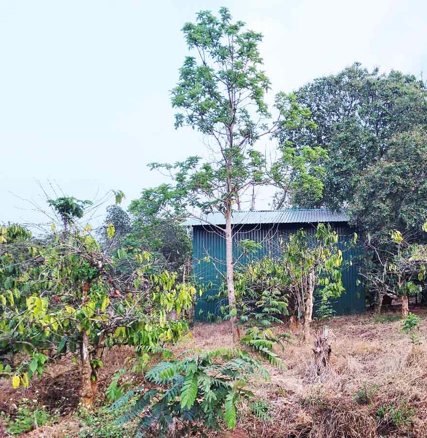 ĐẤT NÔNG NGHIỆP 1.7 HA, EA KAO - BUÔN MA THUỘT  - GIÁ HẤP DẪN 450 TRIỆU/SÀO - Ảnh 1