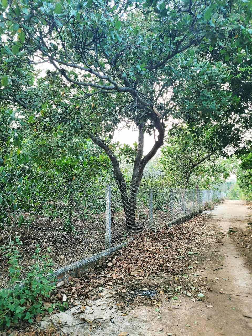 ĐẤT NÔNG NGHIỆP 1.7 HA, EA KAO - BUÔN MA THUỘT  - GIÁ HẤP DẪN 450 TRIỆU/SÀO - Ảnh 2