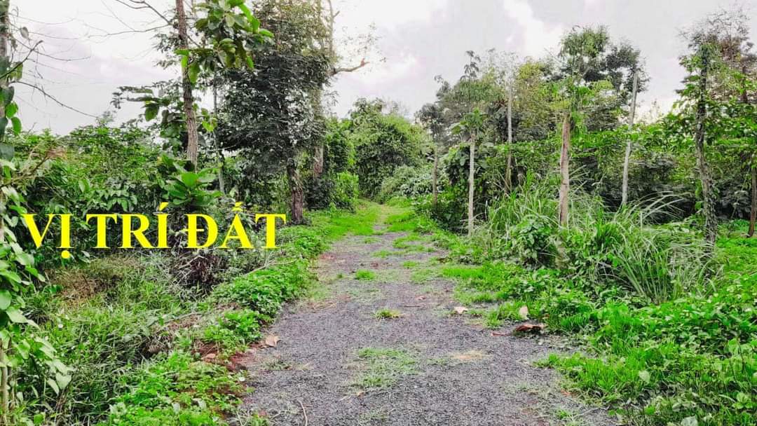 Bán Lô Đất Thị Xã Sổ Hồng Riêng tại phường THỐNG NHẤT - thị xã BUÔN HỒ - Daklak - Ảnh 2