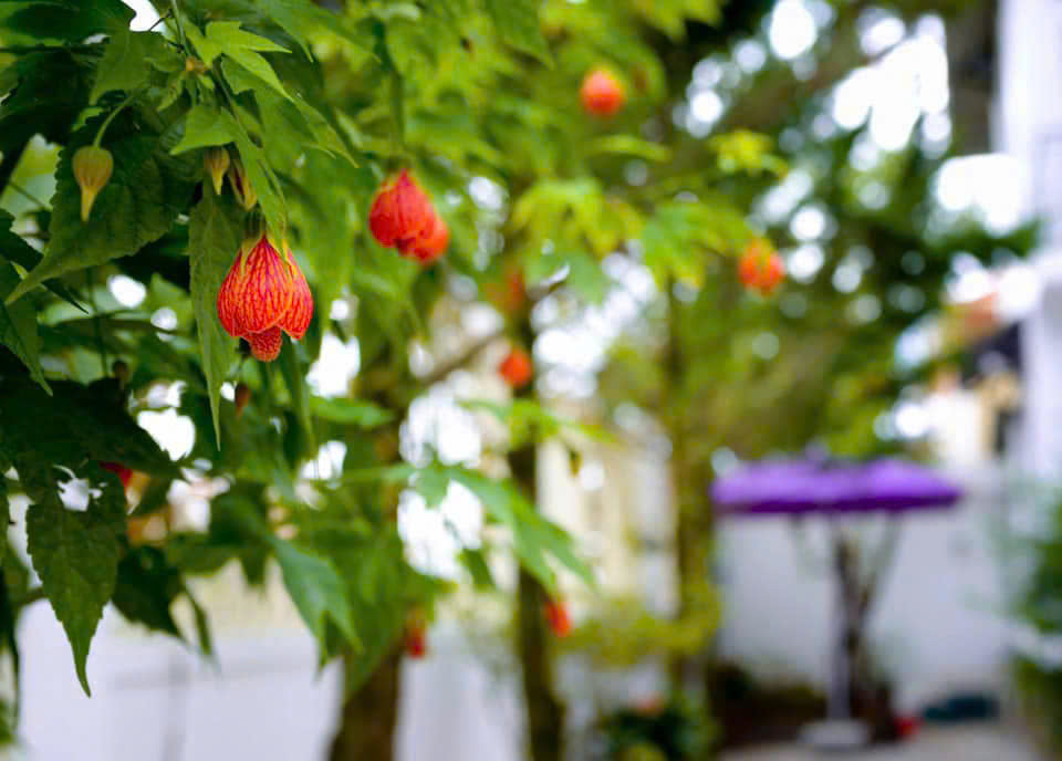 CHO THUÊ VILLA SÂN VƯỜN 5 PHÒNG NGỦ MAI ANH ĐÀO PHƯỜNG 8 TP ĐÀ LẠT 25TR/THÁNG - Ảnh 3