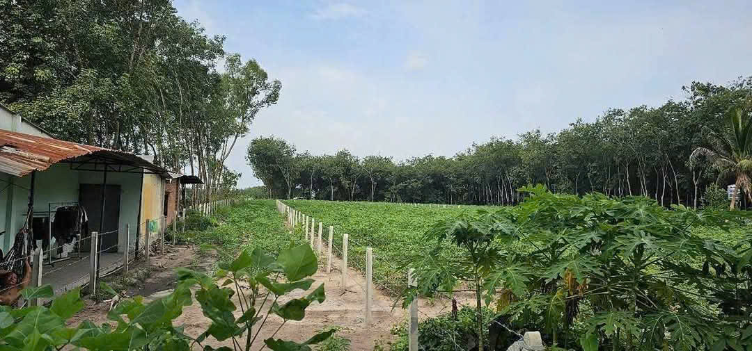 CHÍNH CHỦ CẦN BÁN LÔ ĐẤT TẠI MINH TÂN -DẦU TIẾNG-BÌNH DƯƠNG - Ảnh chính