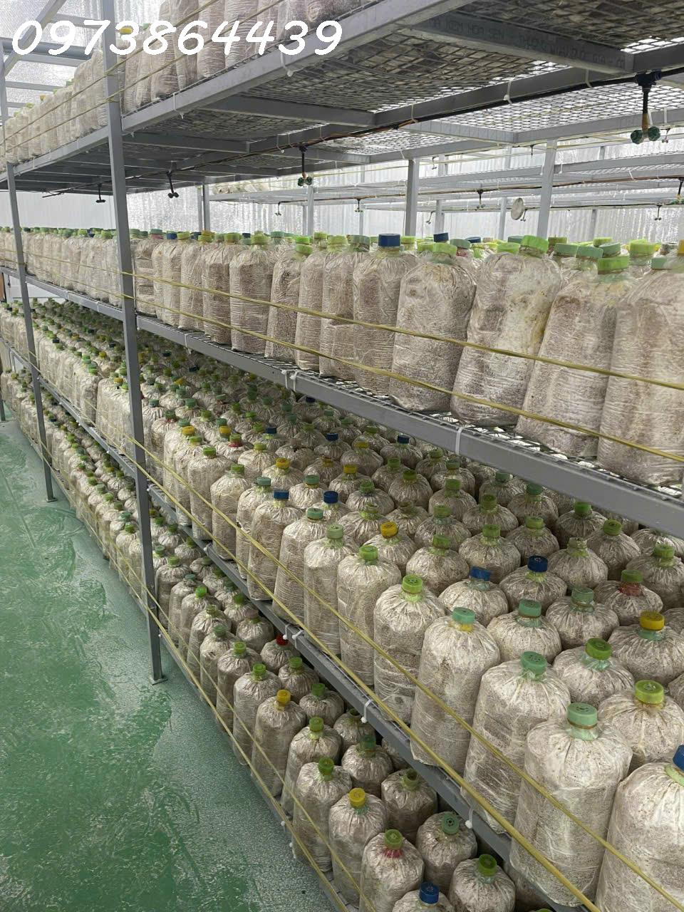 CƠ HỘI ĐẦU TƯ SIÊU HẤP DẪN – SANG NHƯỢNG TRANG TRẠI NẤM CÔNG NGHỆ CAO TẠI CỦ CHI - Ảnh chính