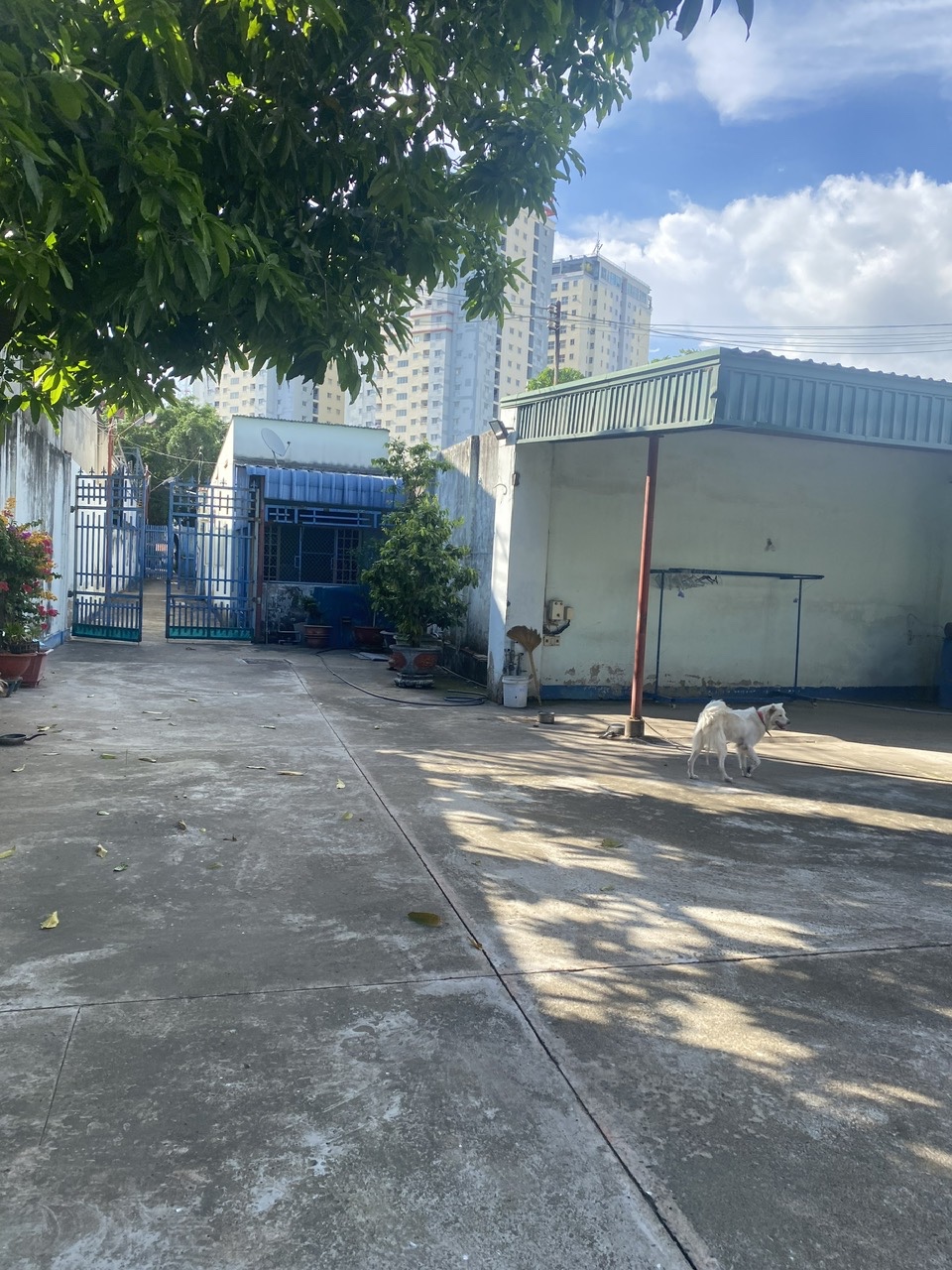 CHỦ NHÀ LỚN TUỔI CẦN BÁN TÀI SẢN CHỮA BỆNH CHO CHỒNG GẦN 1000 M2 THỔ CƯ 100% GẦN BV ĐỒNG NAI - Ảnh 2