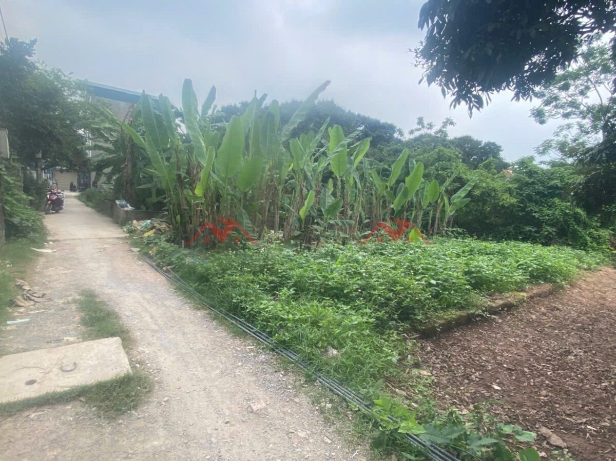 CHÍNH CHỦ BÁN LÔ ĐẤT 54,5M TẠI PHỤNG CHÂU-CHƯƠNG MỸ-HÀ NỘI - Ảnh 1