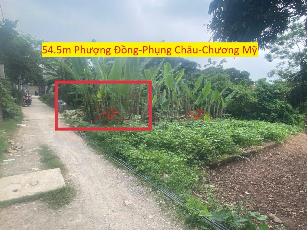 CHÍNH CHỦ BÁN LÔ ĐẤT 54,5M TẠI PHỤNG CHÂU-CHƯƠNG MỸ-HÀ NỘI - Ảnh chính