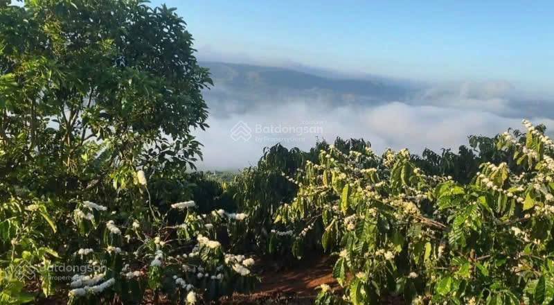 Đất phong thủy tốt, view săn mây, sẵn nông sản cà phê, sầu riêng 9T, gần sân bay QT Liên Khương - Ảnh 3