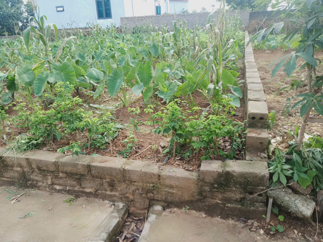Đất Tuy Lai, Mỹ Đức, Hà Nội, 90m2 full thổ, đường thông - Ảnh 2