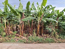 Cần bán lô đất sào Phú Vinh 29 x 40 = 1000m2 đất như hình - Ảnh chính
