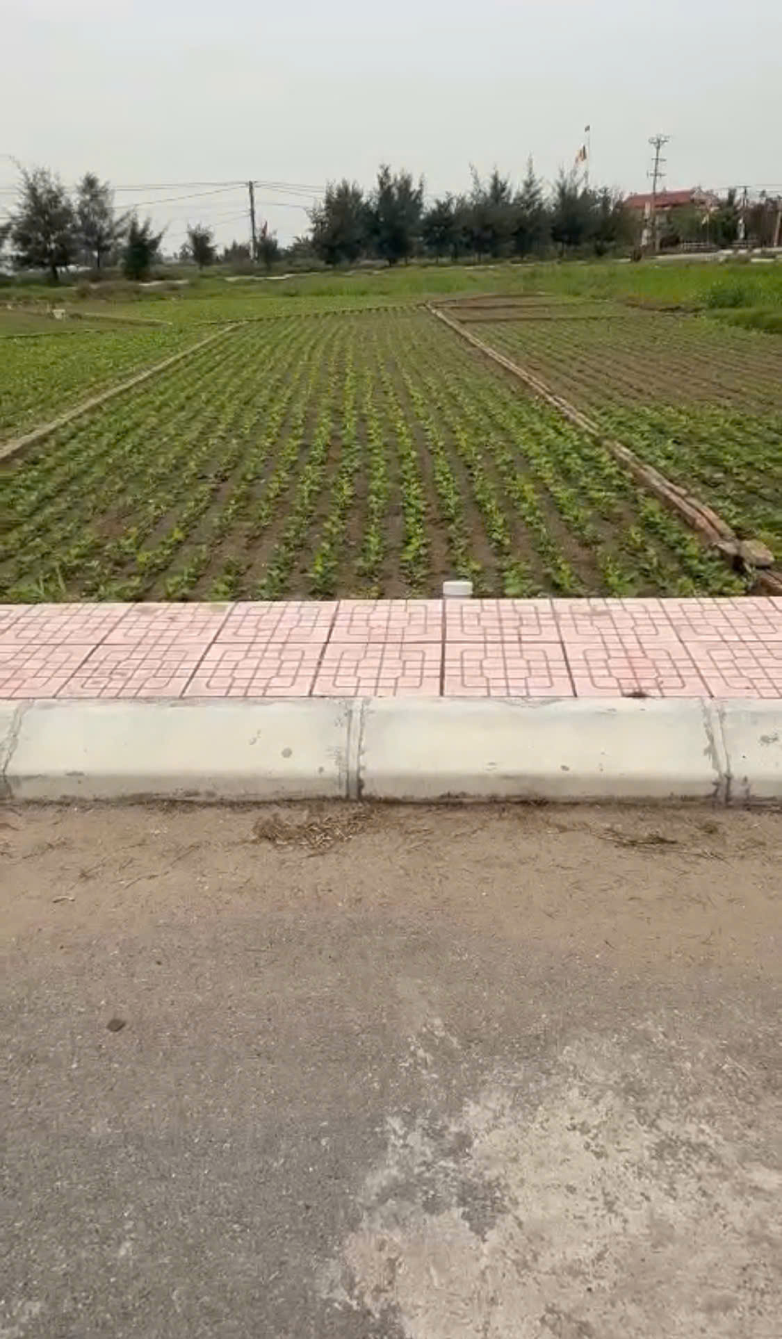 Chính chủ bán đất nền ven biển Quất Lâm full thổ cư - Ảnh chính