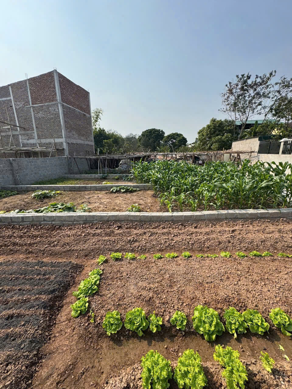 BÁN ĐẤT CHƯƠNG DƯƠNG – THƯỜNG TÍN – 50M² NỞ HẬU, Ô TÔ ĐỖ CỬA, GIÁ CHỈ 1 TỶ 480tr - Ảnh 1