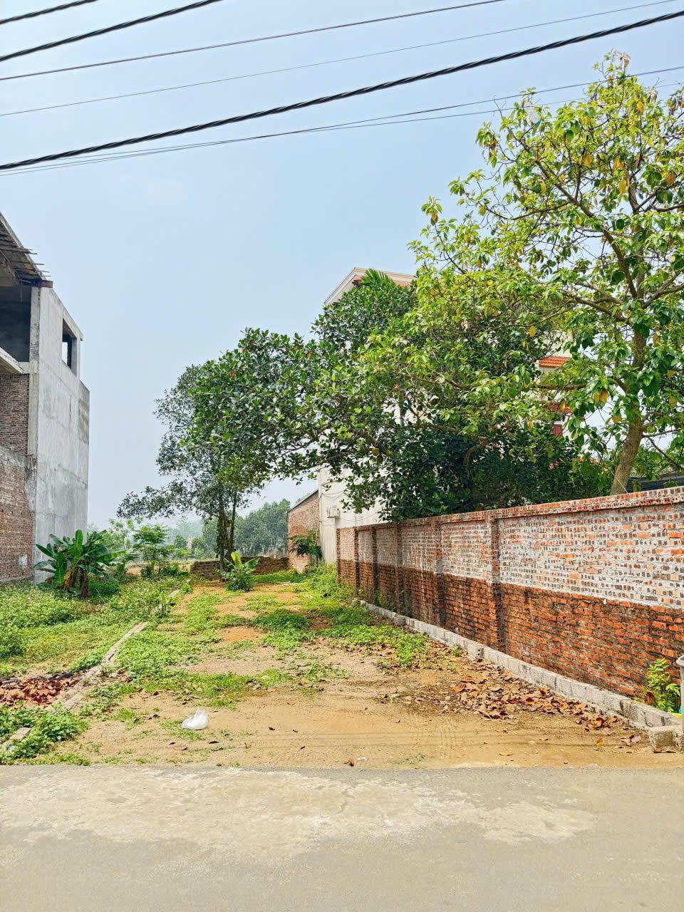 Mảnh đất Trại Hồ Cổ Đông chỉ dành cho nhà đầu tư đường thông rộng 109m nhỉnh 3ty - Ảnh 3