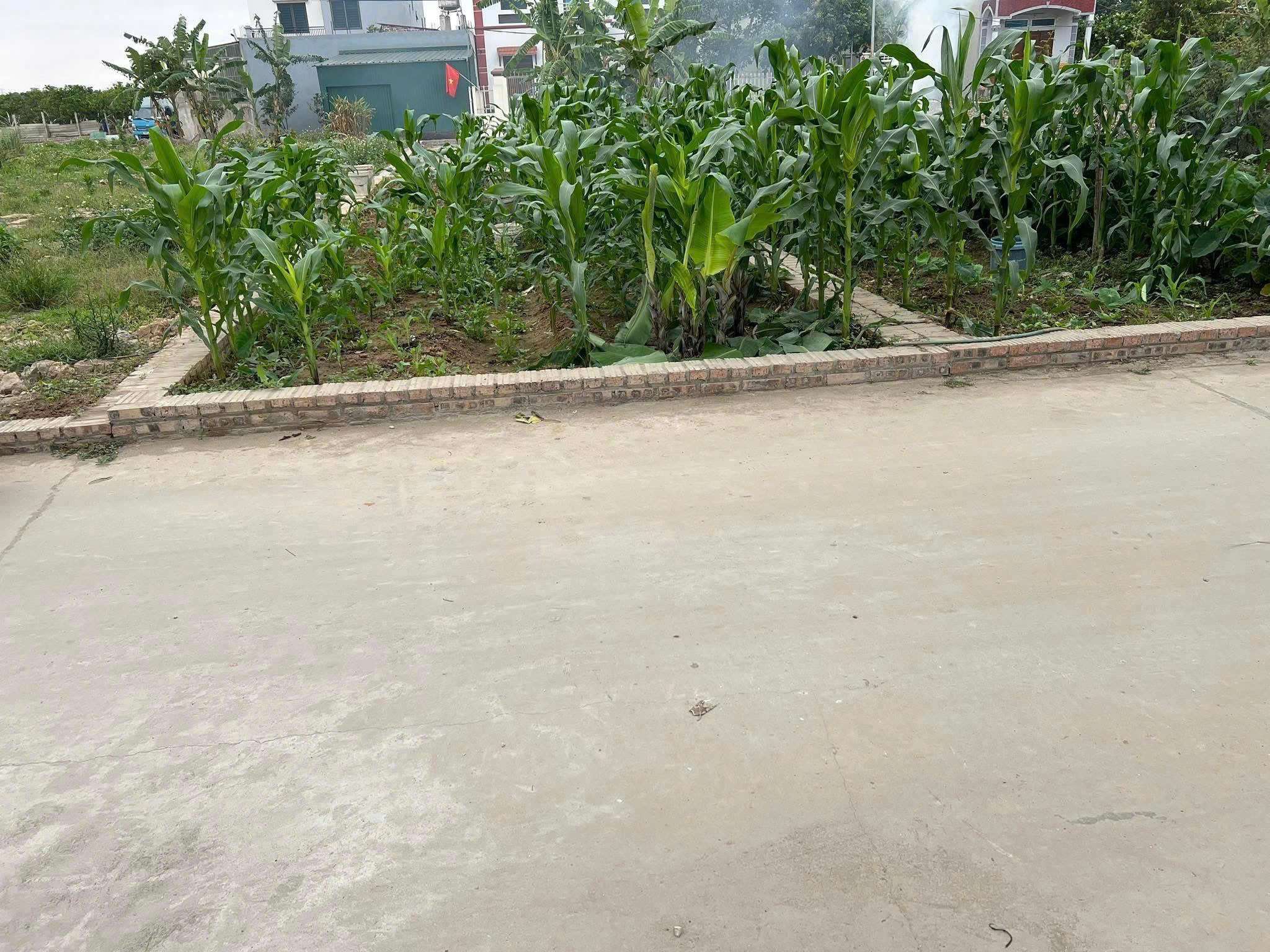 62M TỔ 10 TT QUANG MINH,TRỤC CHÍNH KINH DOANH,Ô TÔ TRÁNH,GIÁ F0 ĐẦU TƯ, HÀNG MỚI,LH CHÍNH CHỦ - Ảnh 3