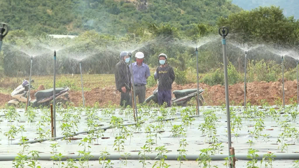 Cần Bán Đất Thôn Phú Nhuận- Xã Mỹ Sơn- Huyện Ninh Sơn- Tỉnh Ninh Thuận - Ảnh chính