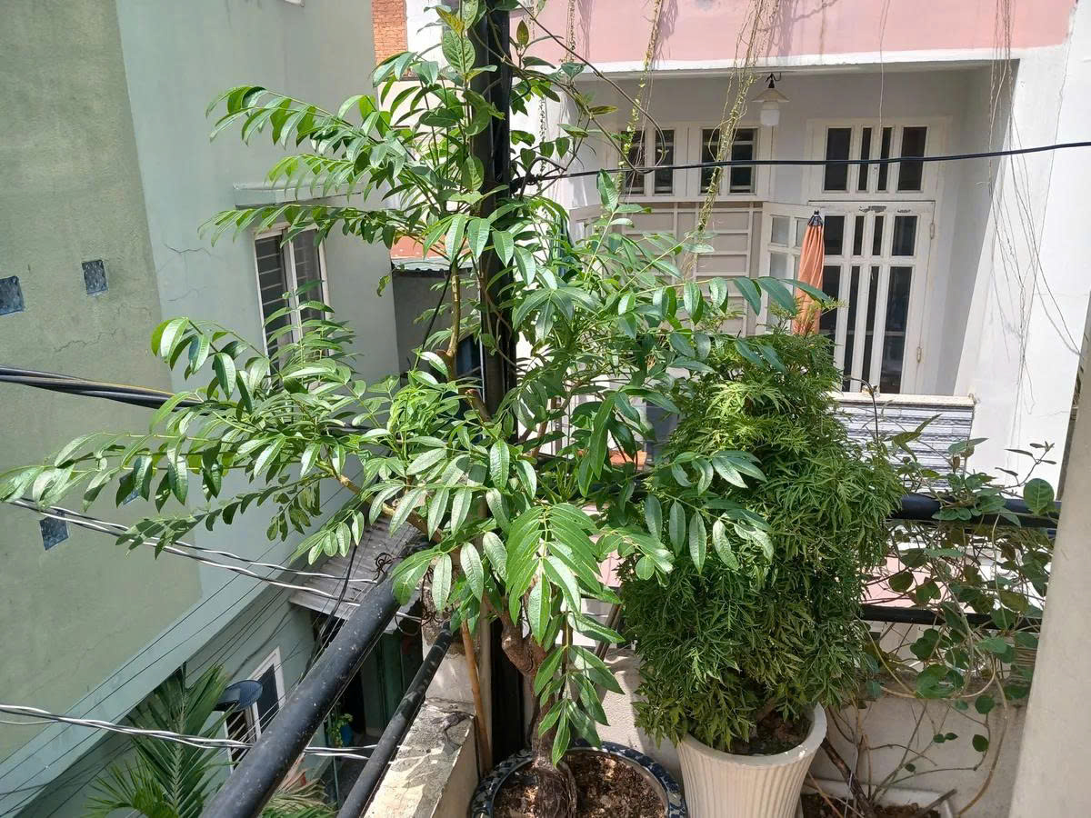 Bán nhà 3 mặt hẻm 5m Quận 10 Cao Thắng – gần Hà Đô, sổ riêng, 14.5 tỷ tl-ngang4m 51m2 - Ảnh 4
