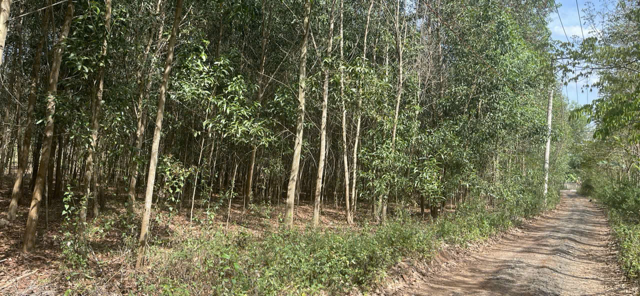 ĐẤT CHÍNH CHỦ - GIÁ CẮT LỖ  - CHÍNH CHỦ CẦN Bán Lô Đất Tại Xuân Trường, Xuân Lộc, Đồng Nai - Ảnh 2