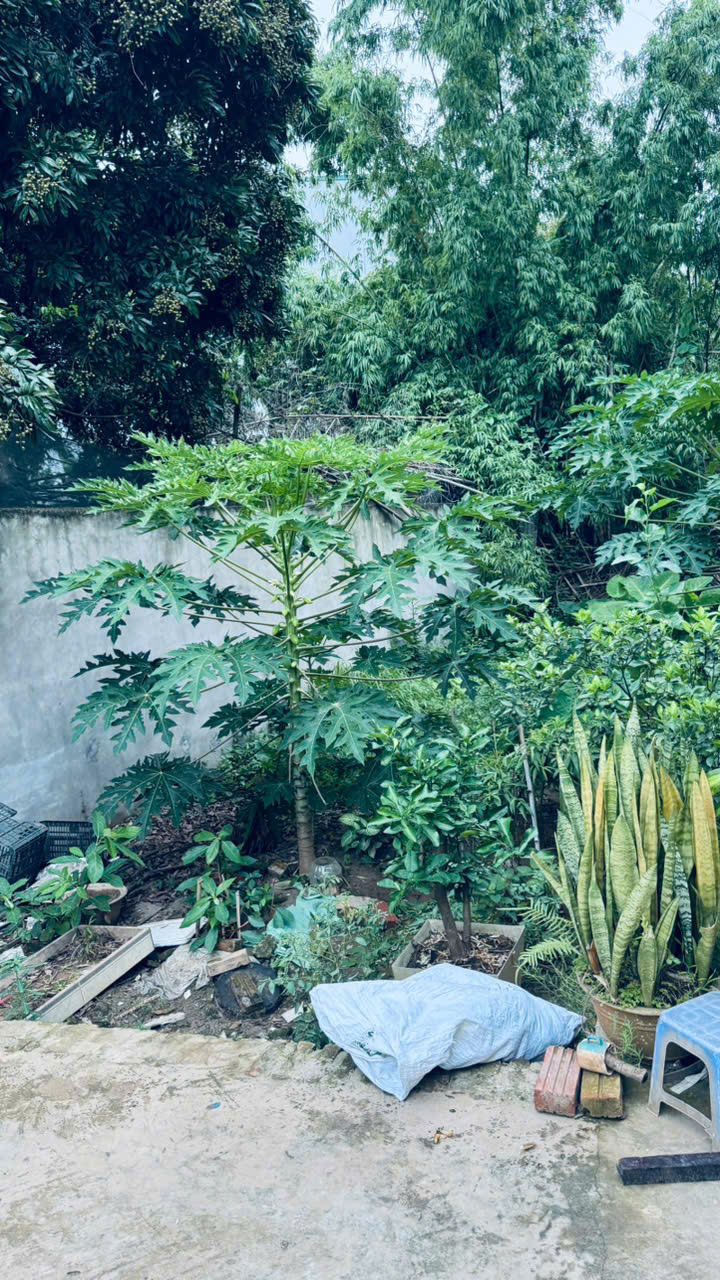 BÁN GẤP 48M2 THÁI BÌNH - MAI LÂM GIÁ CHỈ 3.2 TỶ NGÕ Ô TÔ , CÁCH 10M RA ĐƯỜNG 3 Ô TÔ TÁNH - Ảnh chính
