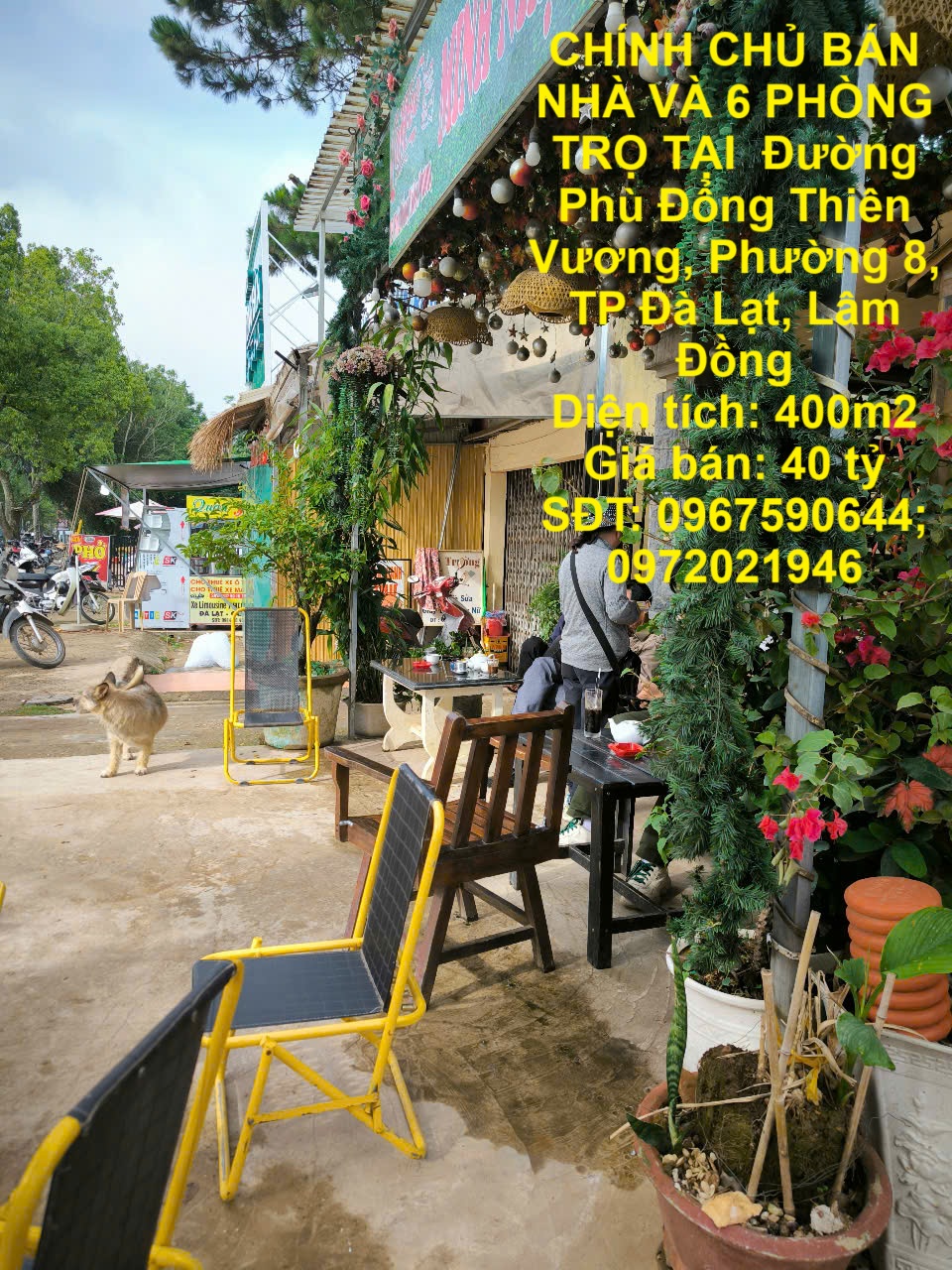 CHÍNH CHỦ BÁN NHÀ VÀ 6 PHÒNG TRỌ TẠI Đường Phù Đổng Thiên Vương, Phường 8, TP Đà Lạt. - Ảnh chính