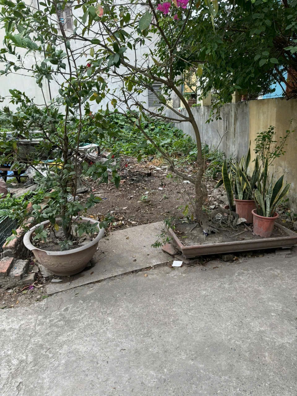 ĐẤT CHÍNH CHỦ- Cần Bán Nhanh Lô Vị Trí Đắc Địa ÔTÔ Vào tận đất Tại Ngũ Hiệp, Thanh Trì - Ảnh 2
