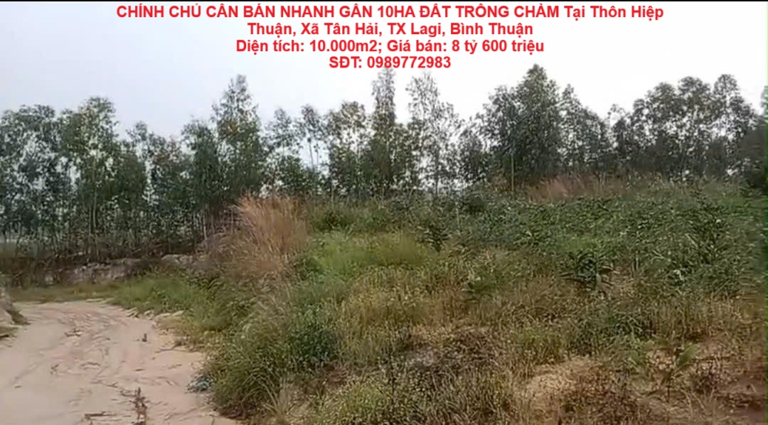 CHÍNH CHỦ CẦN BÁN NHANH GẦN 10HA ĐẤT TRỒNG CHÀM Tại LaGi, Bình Thuận - Giá Siêu Rẻ - Ảnh chính