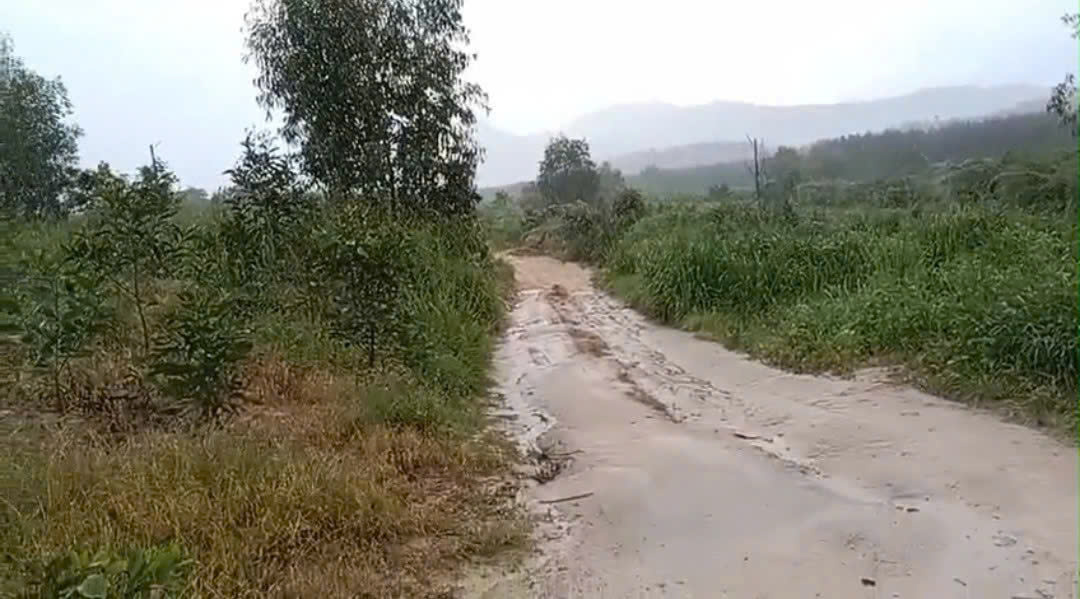CHÍNH CHỦ CẦN BÁN NHANH GẦN 10HA ĐẤT TRỒNG CHÀM Tại LaGi, Bình Thuận - Giá Siêu Rẻ - Ảnh 1