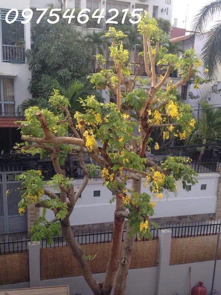 Bán villa góc 2 mặt tiền đường 61 – Thảo Điền, TP. Thủ Đức – 360m² – thu nhập 3.200$/tháng – chỉ 60 - Ảnh chính