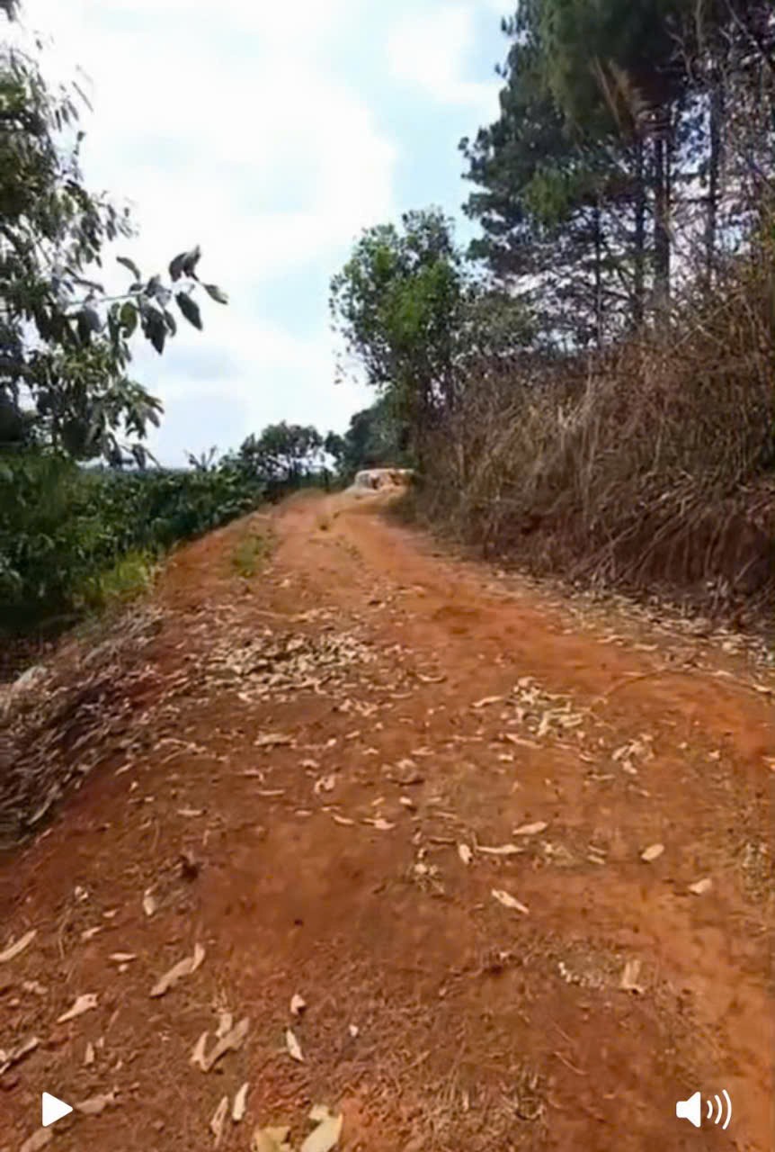 ĐẤT ĐẸP - GIÁ TỐT - Cần bán gấp ĐẤT TRỒNG CÂY LÂU NĂM TẠI TÀ NÙNG, TP. ĐÀ LẠT - Ảnh 3