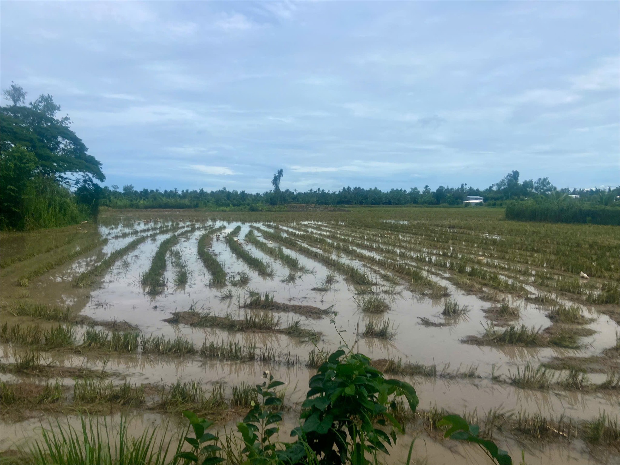 ĐẤT ĐẸP – GIÁ RẺ  - CẦN BÁN NHANH 2 LÔ ĐẤT Tại Quận BÌNH THỦY, TP CẦN THƠ - Ảnh 1