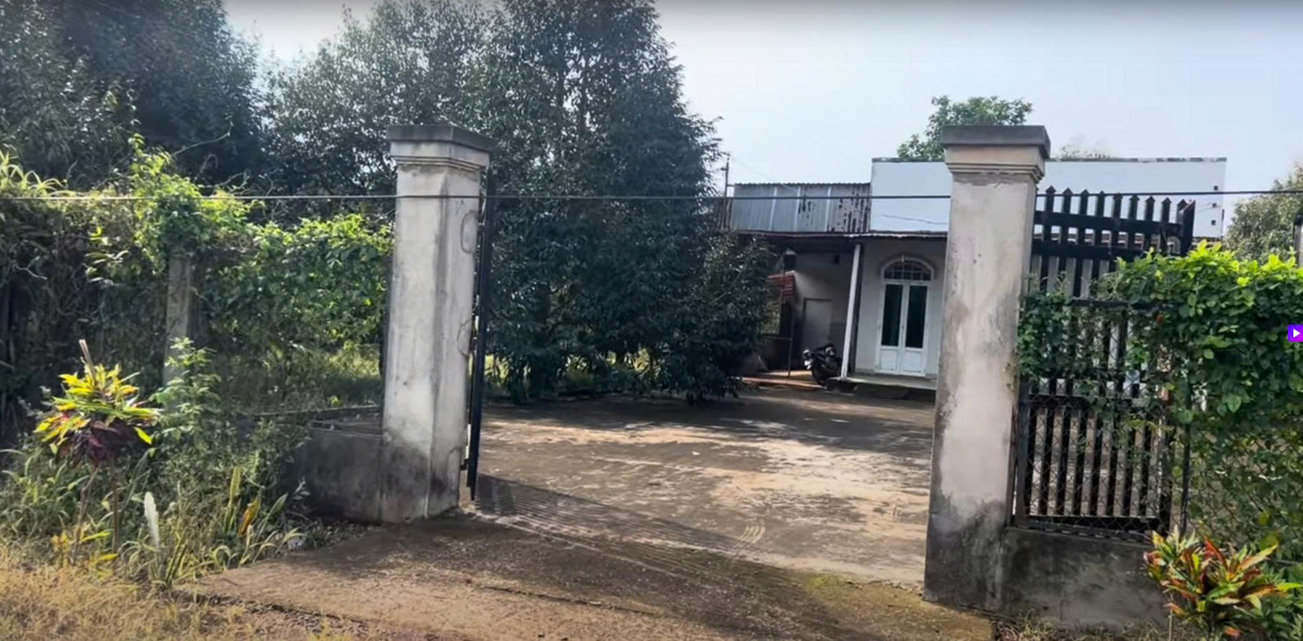 Bán 9400 m2  đất vườn sầu riêng đang thu – Có nhà ở, đường nhựa, xã Bàu Trinh Châu Đức– giá chỉ 5 tỷ - Ảnh 2
