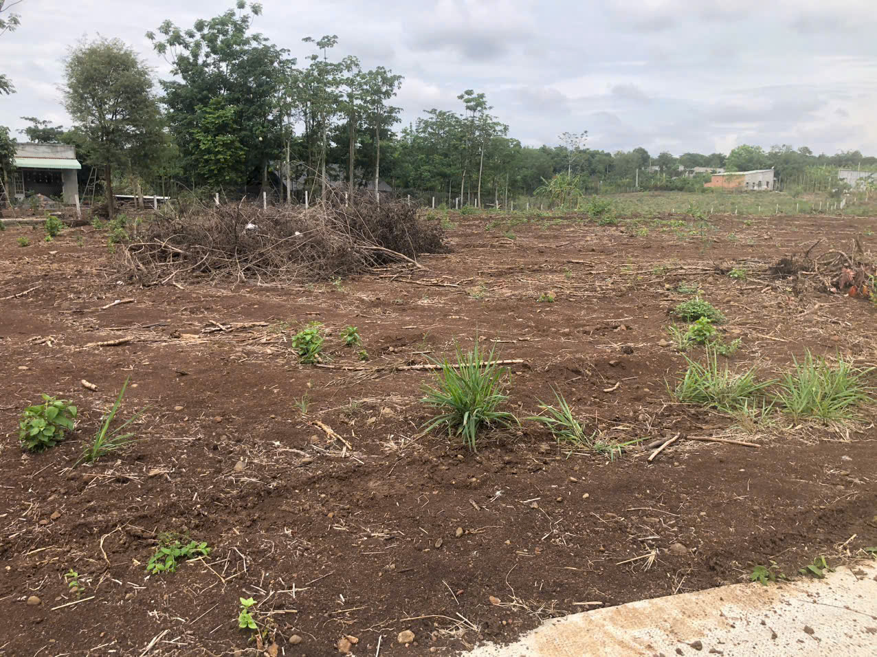 Chỉ 700 triệu/ sào thôi nhé 2660 m2 có 300 thổ cư, đường ô tô, dân cư hiện hữu - Ảnh 3