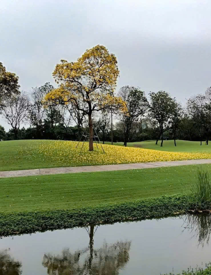 🏌️‍♂️【SIÊU PHẨM BIỆT THỰ SÂN GOLF VÂN TRÌ – KHU D ĐỘC TÔN, CHỈ 220 TỶ】 - Ảnh 3