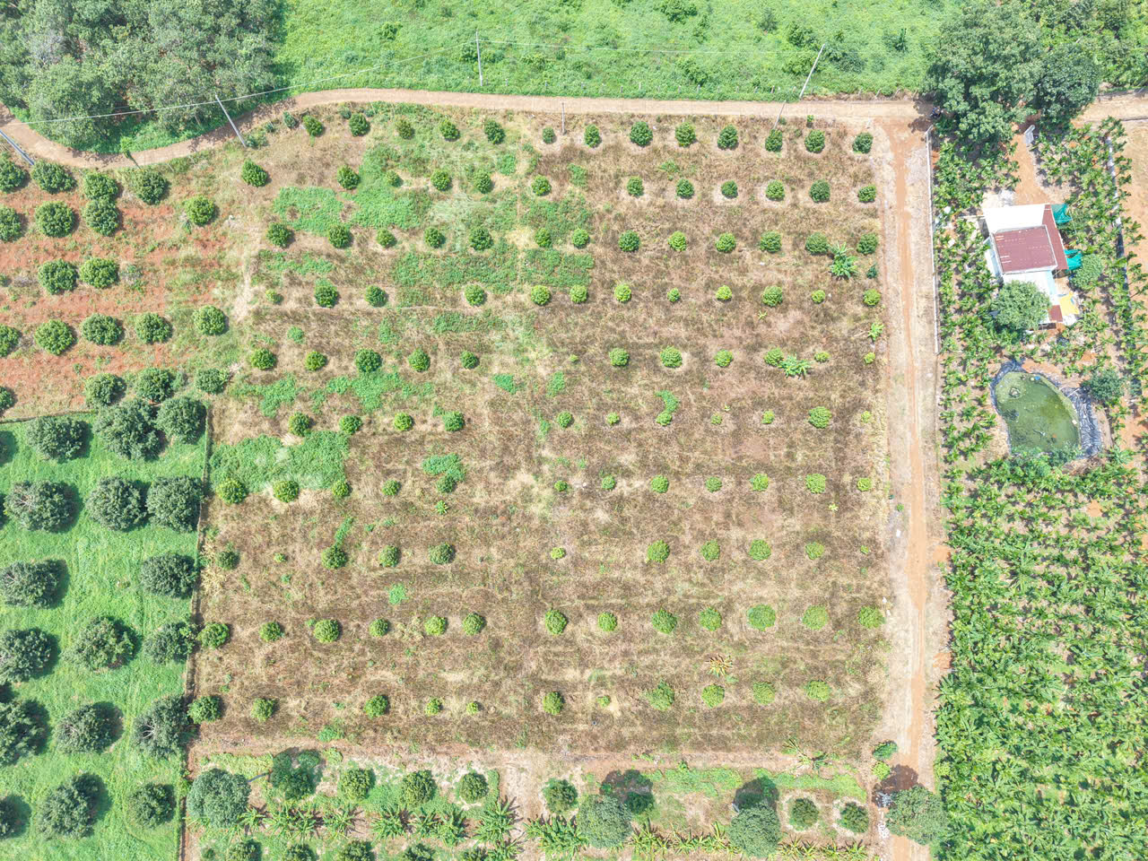Bán gấp 20x45m DT 900m² Có 80 m2 ONT Gần Chợ Láng Lớn Giá chỉ: 2 triệu/m²<br>² - Ảnh 3