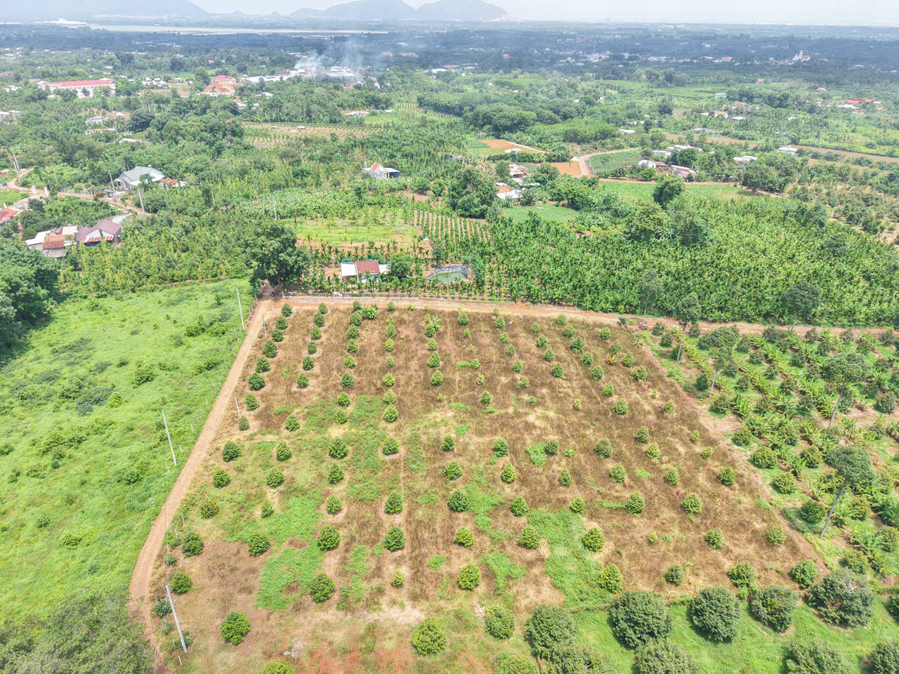 Bán gấp 20x45m DT 900m² Có 80 m2 ONT Gần Chợ Láng Lớn Giá chỉ: 2 triệu/m²<br>² - Ảnh 1