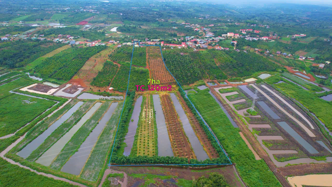 CHÍNH CHỦ BÁN 7HA ĐẤT SẴN SỔ GIÁ TỐT TẠI ĐĂK SONG - Ảnh 1