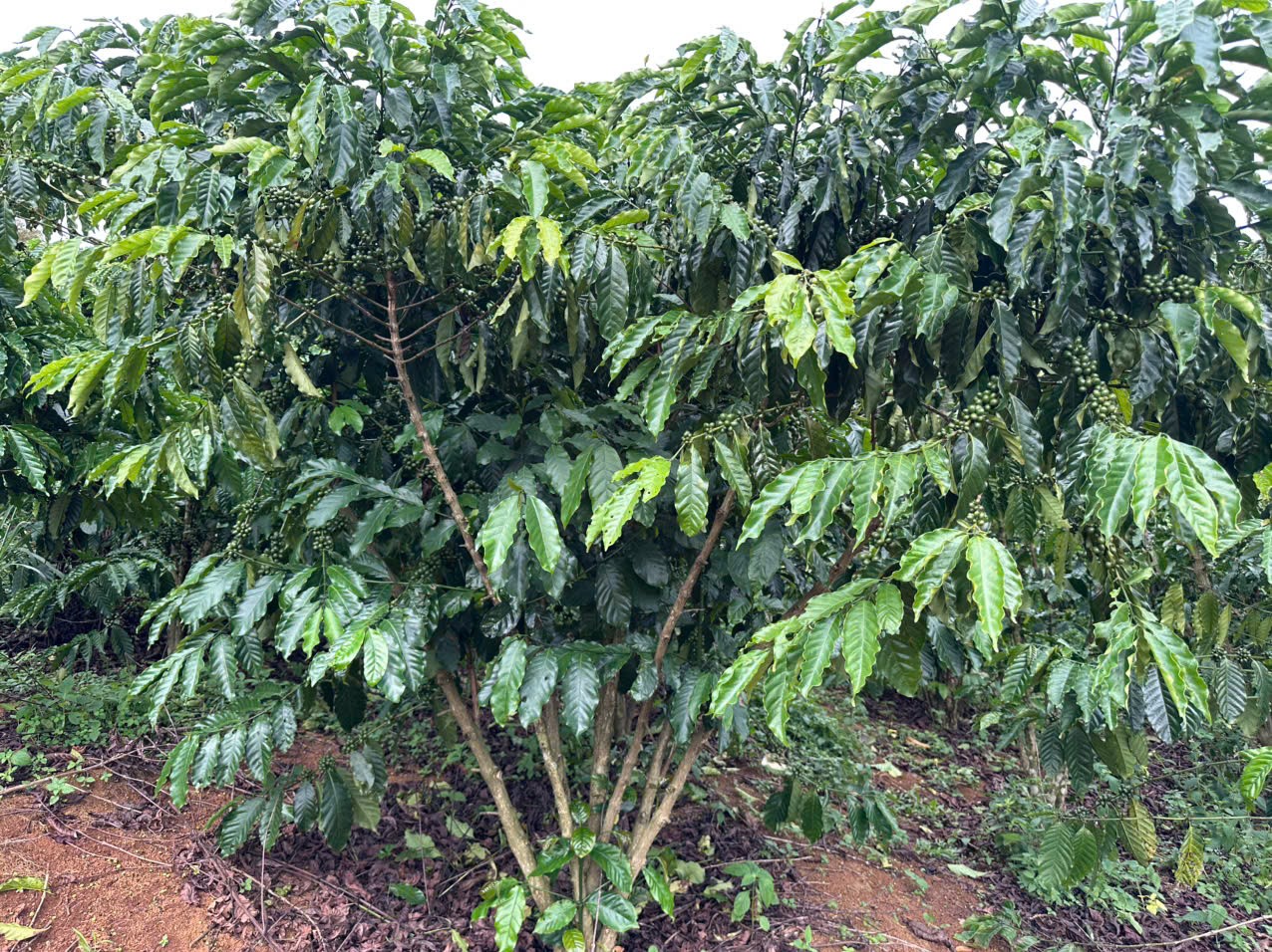 GIÁ TỐT - CHÍNH CHỦ Cần Bán Nhanh Lô Đất Vườn Full Cà Phê Vị Trí Tại Huyện Bảo Lâm, Tỉnh Lâm Đồng - Ảnh 1