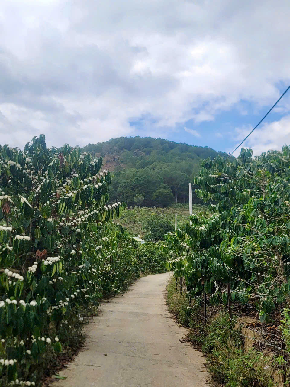 CẦN BÁN 6525M ĐẤT SỔ RIÊNG TÀ NUNG ĐÀ LẠT - giá chỉ 6 tỷ - Ảnh chính