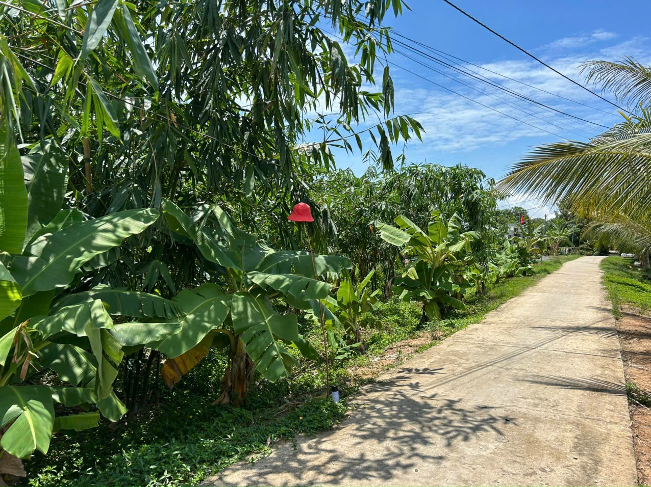 Bán đất thổ 462m2, sát QL.62, view kênh, SHR, đường ô tô, Xã Thuỷ Tây Thạnh Hóa, Long An - Ảnh 2