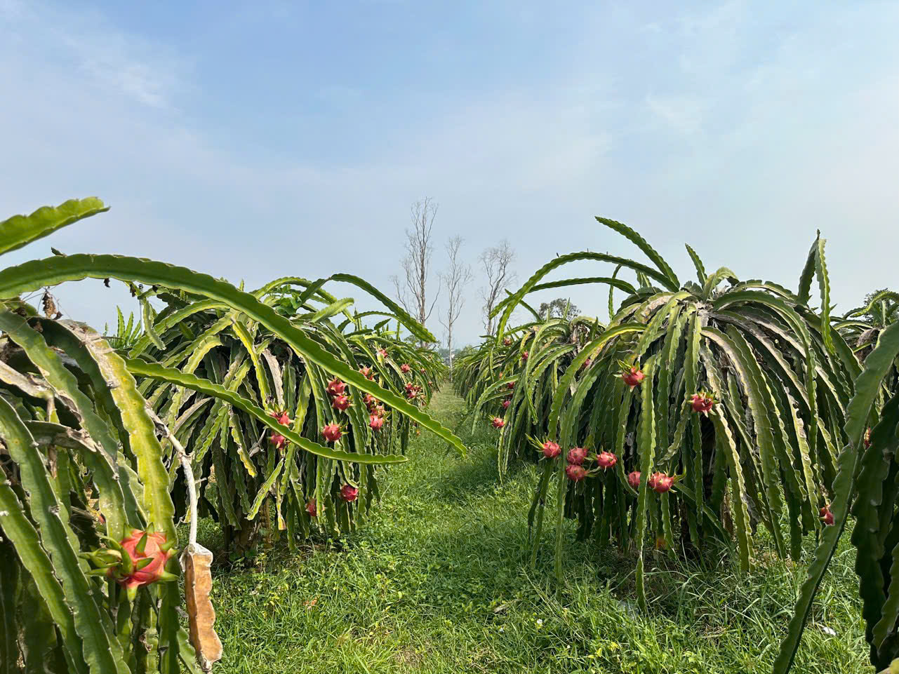 BÁN ĐẤT VƯỜN GIÁ TỐT – HÀM MỸ, HÀM THUẬN NAM, BÌNH THUẬN - Ảnh 2