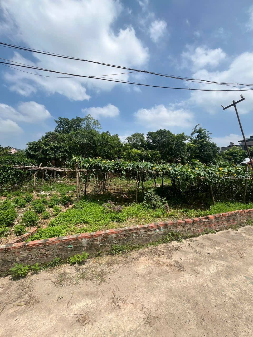 Chủ nhờ bán 105m2, mt7m, 2.8 tỷ, Lập Trí, Minh Trí ( Kim Anh), Hà Nội.ô tô thông. - Ảnh 3