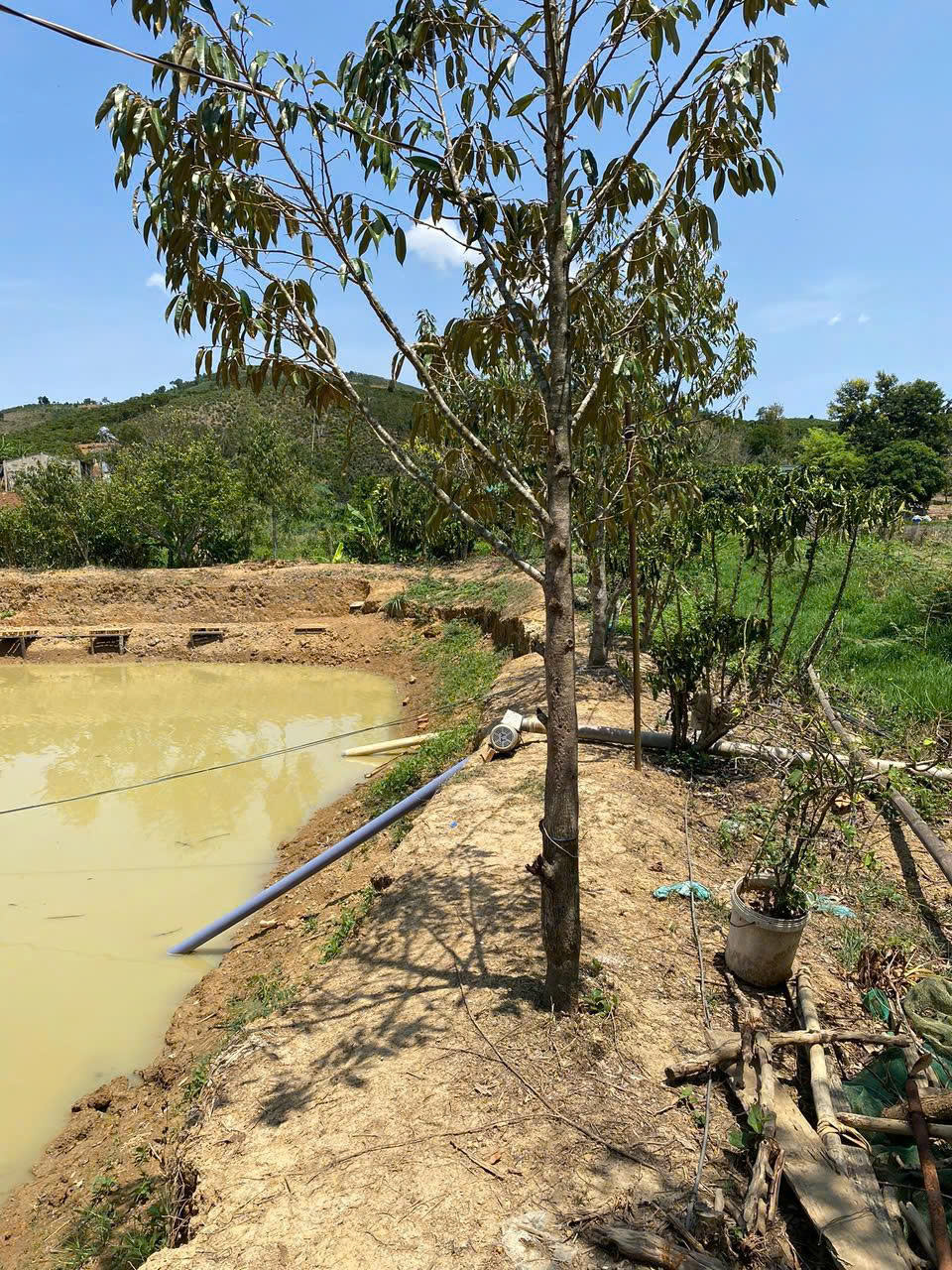 ĐẤT AO TẠI ĐINH CÔNG TRÁNG, LỘC CHÂU, BẢO LỘC, LÂM ĐỒNG - Ảnh 3