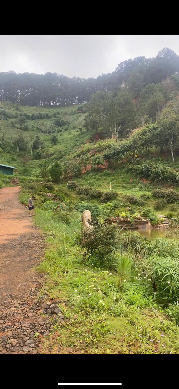 ĐẤT ĐẸP – GIÁ TỐT – CHÍNH CHỦ CẦN BÁN NHANH 1,4Ha ĐẤT Tà Nung, Đà Lạt, Lâm Đồng - Ảnh 2