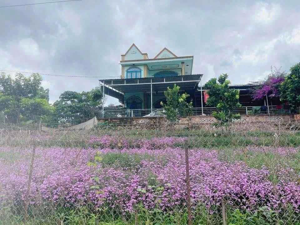 BÁN ĐẤT CAM LY ĐÀ LẠT - 8010M2, 338M2 THỔ CƯ, QUY HOẠCH FULL THỔ, GẦN CÁC ĐIỂM DU LỊCH - Ảnh 3
